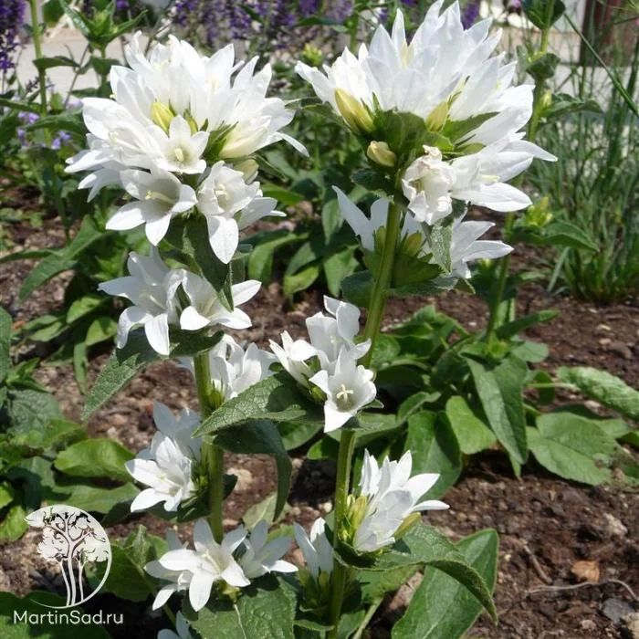 Колокольчик скученный "Шнеекроне"