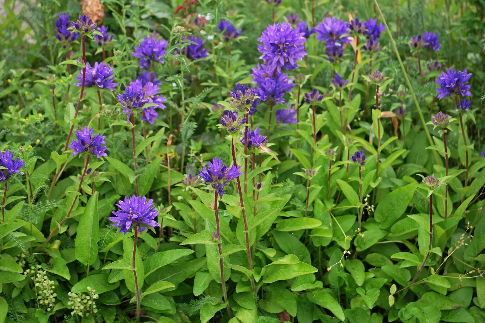 Колокольчик скученный (синий) - 3 изображение