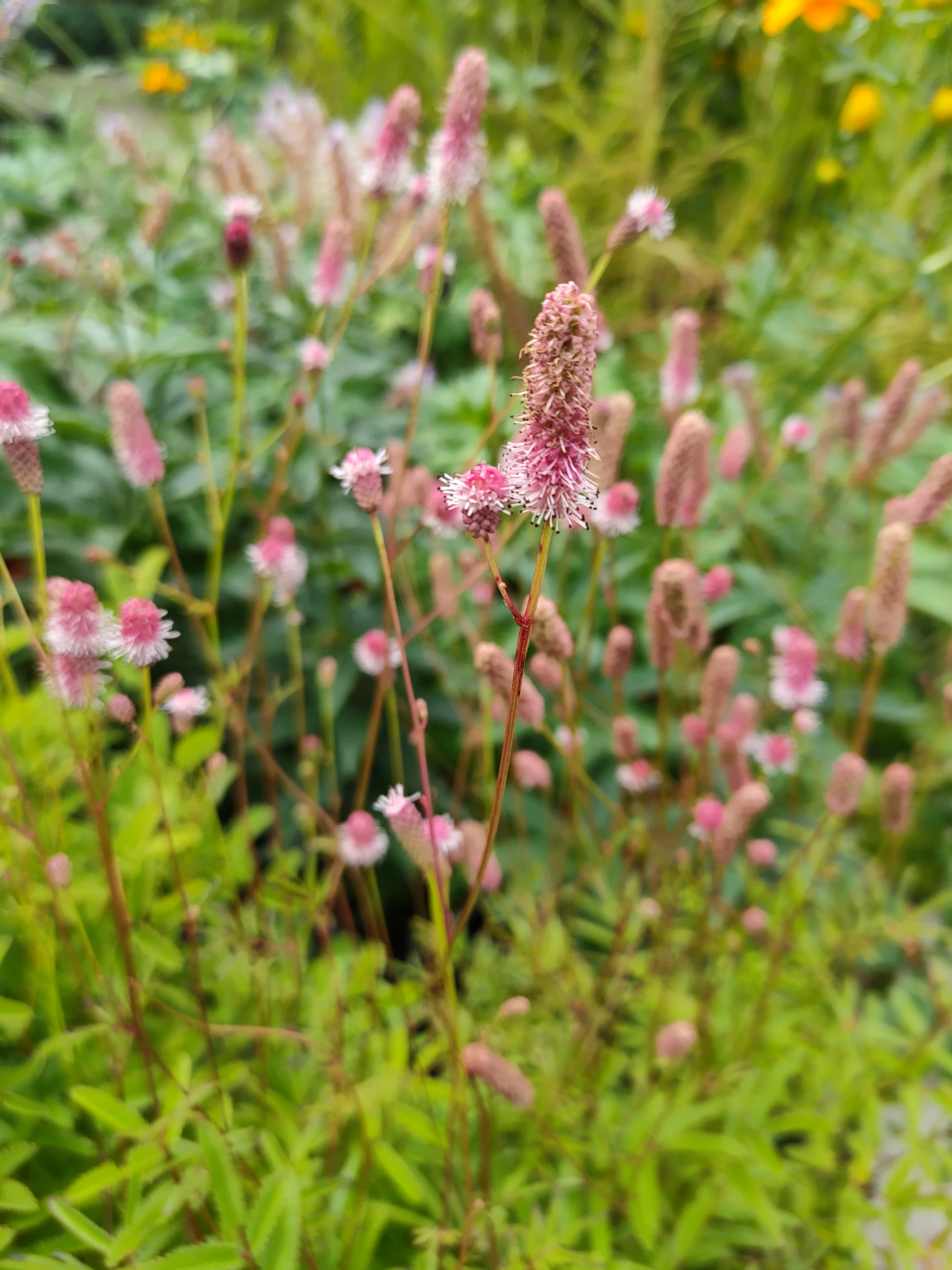 Кровохлебка гибридная "Пинк Танна"