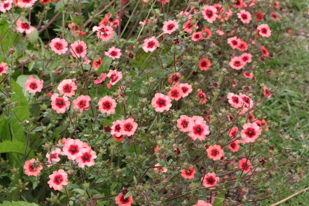 Лапчатка непальская "Мисс Вильмат" - 3 изображение