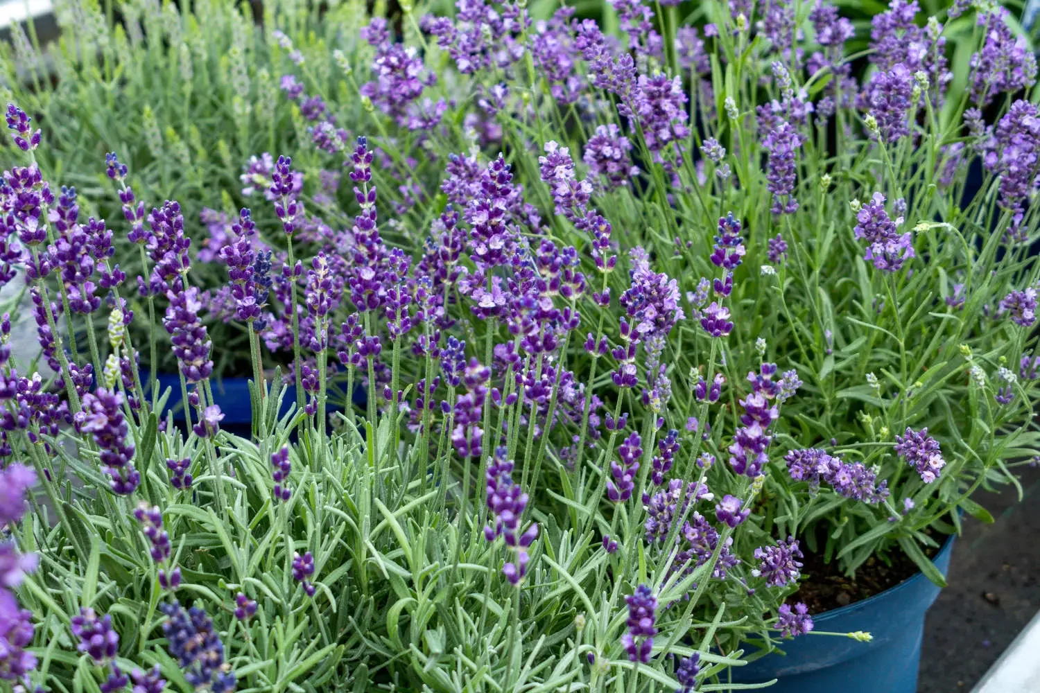 Лаванда узколистная "Блу Спир" - 2 изображение