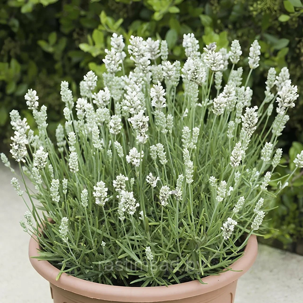 Лаванда узколистная "Вайт Сцент Эрли"