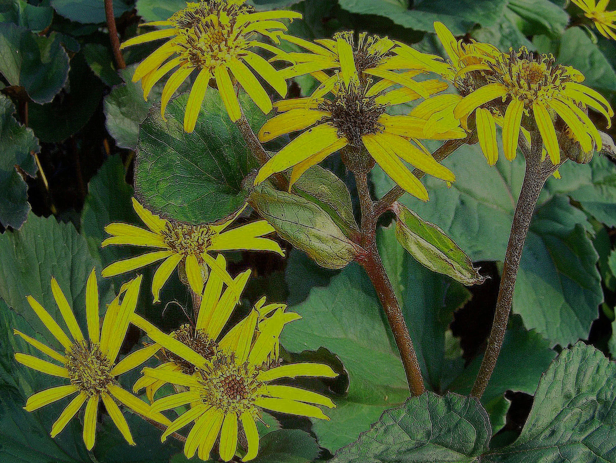 Бузульник зубчатый "Отелло"