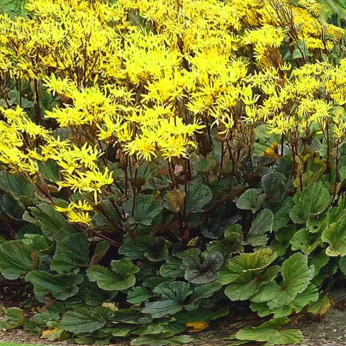 Бузульник зубчатый "Отелло" - 2 изображение