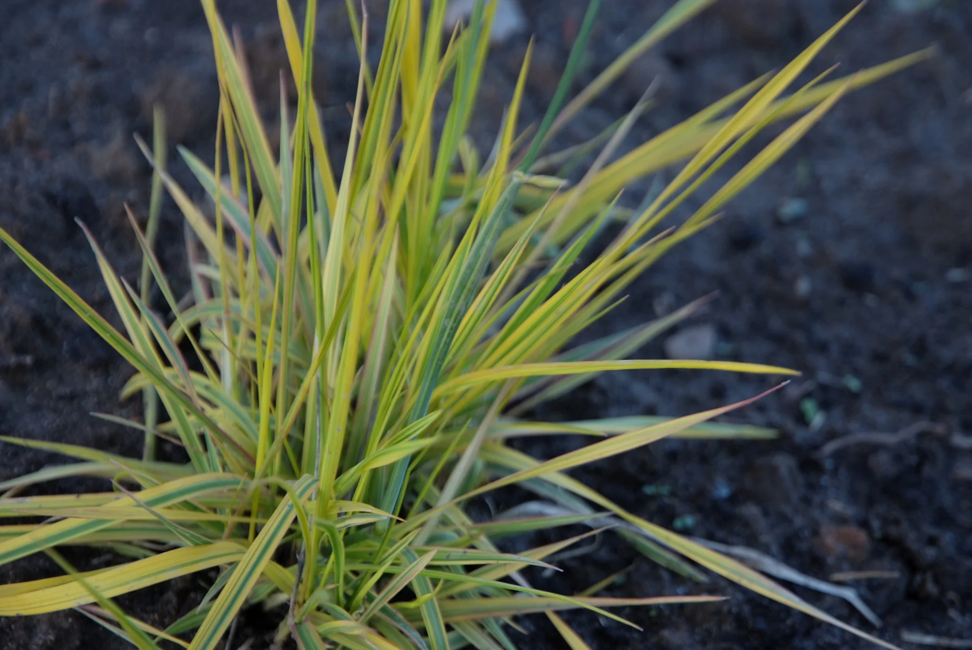 Лисохвост луговой "Ауреовариегатус"