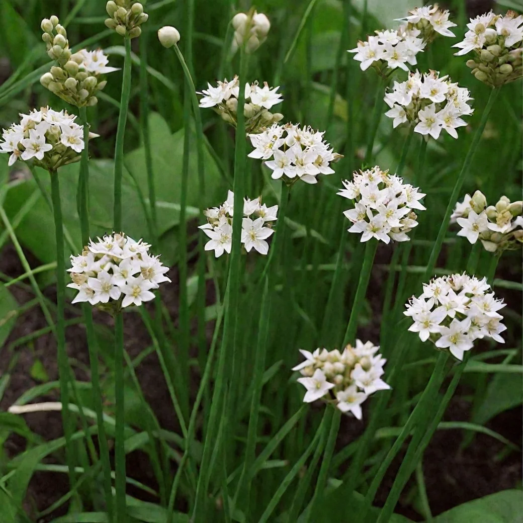 Лук Душистый - 3 изображение