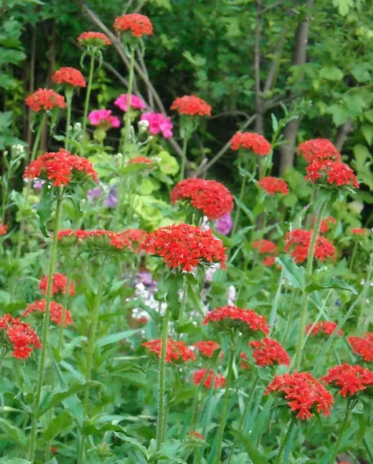 Лихнис халцедонский - 2 изображение