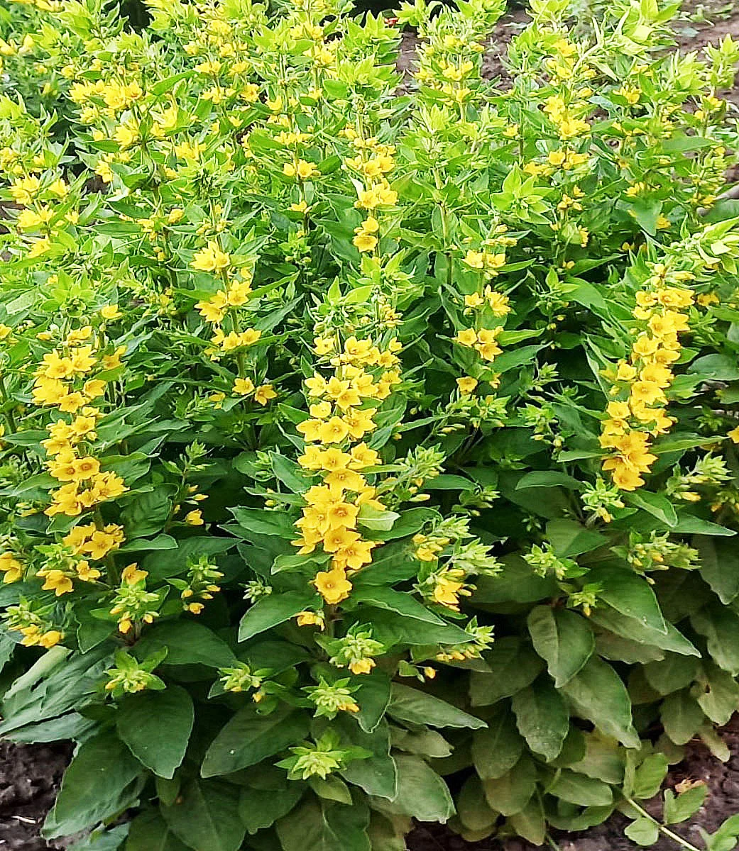 Вербейник точечный - 2 изображение