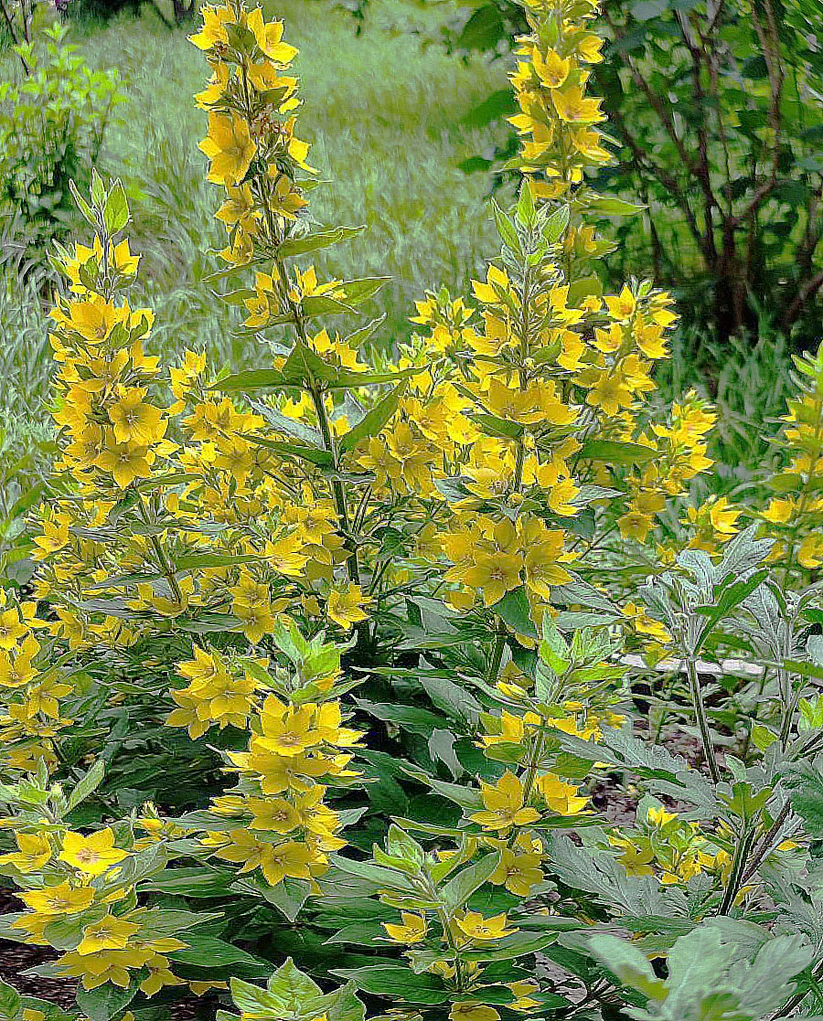 Вербейник точечный