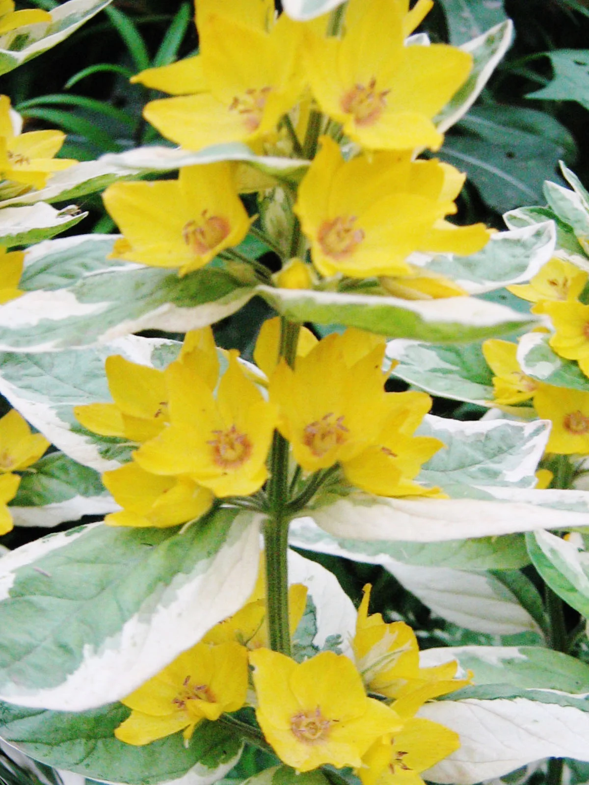 Вербейник точечный "Александр" - 2 изображение