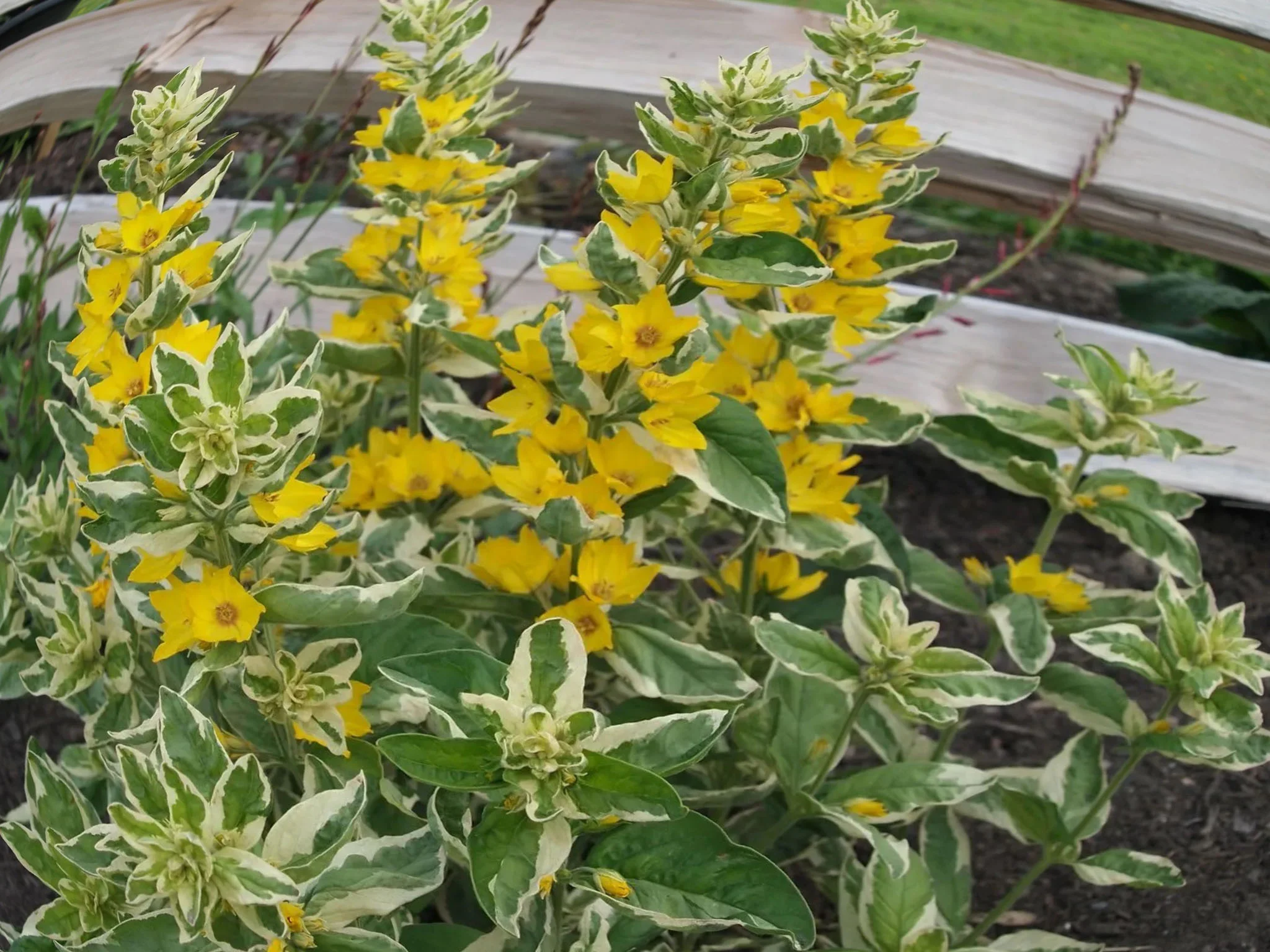 Вербейник точечный "Александр"