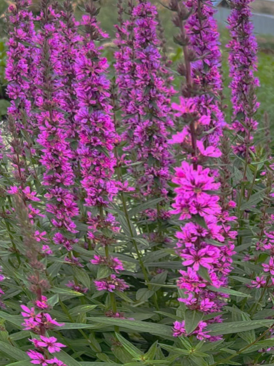 Дербенник иволистный - 2 изображение