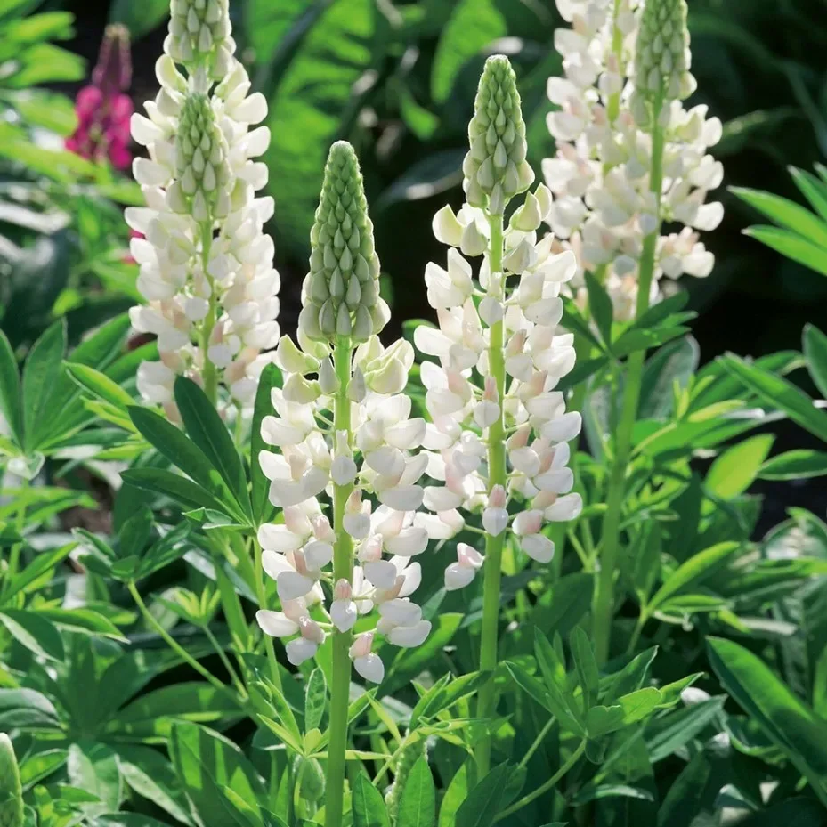 Люпин многолистный "Нобл Мейден" - 2 изображение