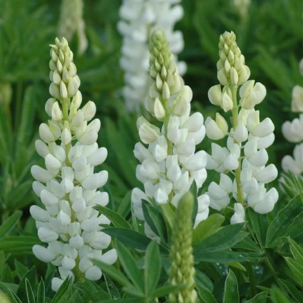 Люпин многолистный "Нобл Мейден"