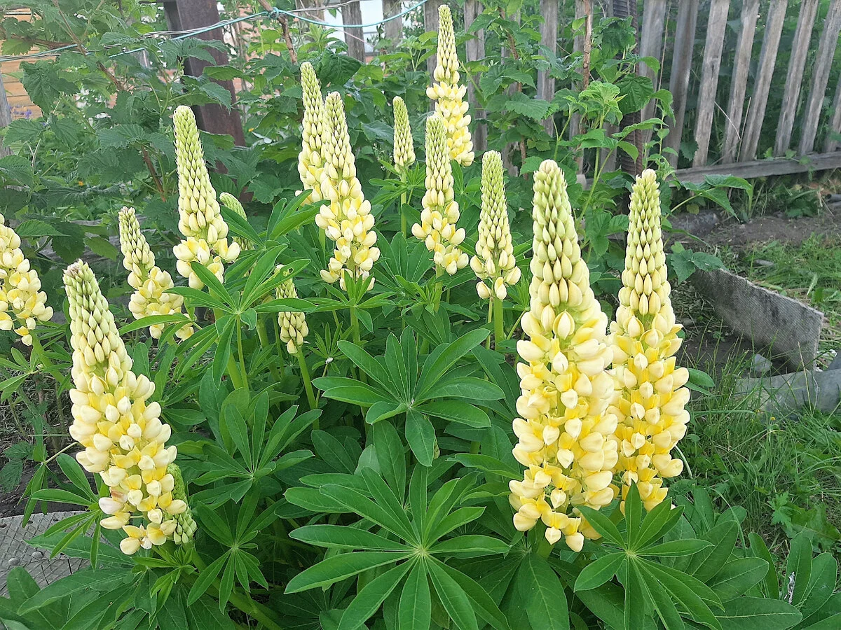 Люпин многолистный "Шандэлье"