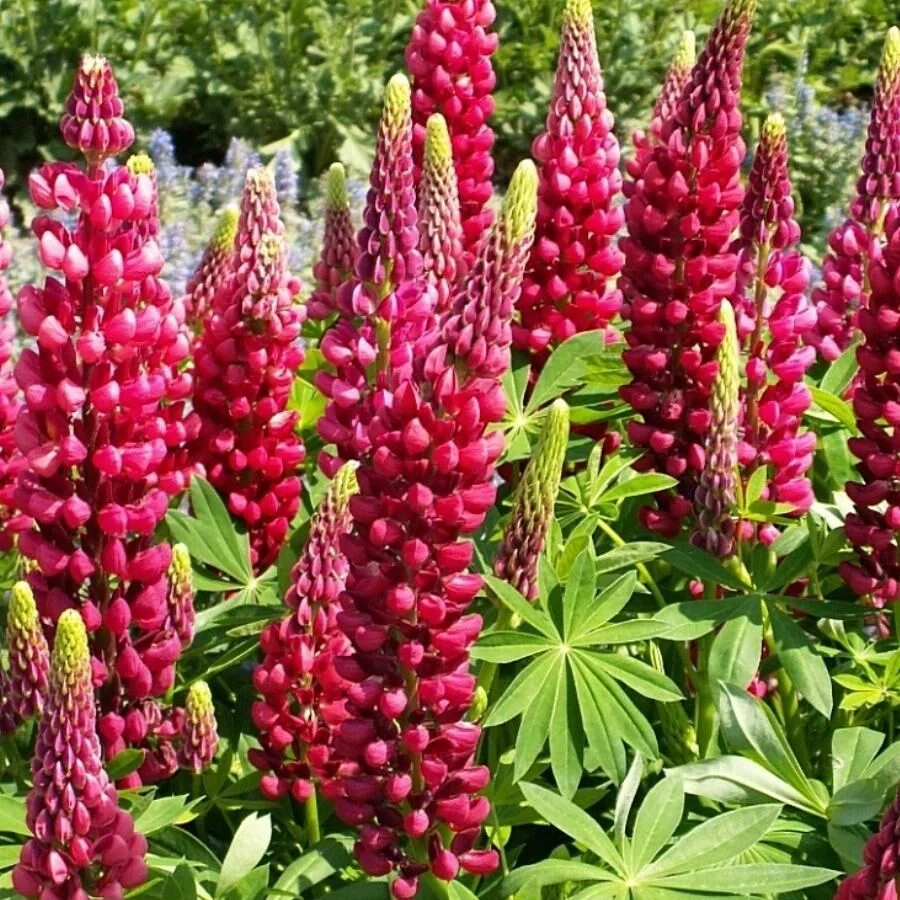 Люпин многолистный "Зе Пейджиз" - 2 изображение