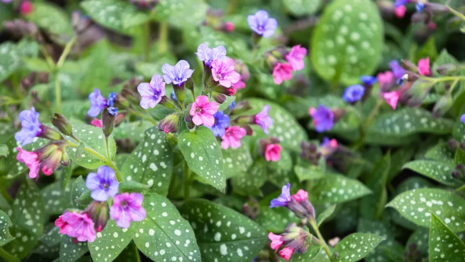 Медуница гибридная "Смоки Блу"