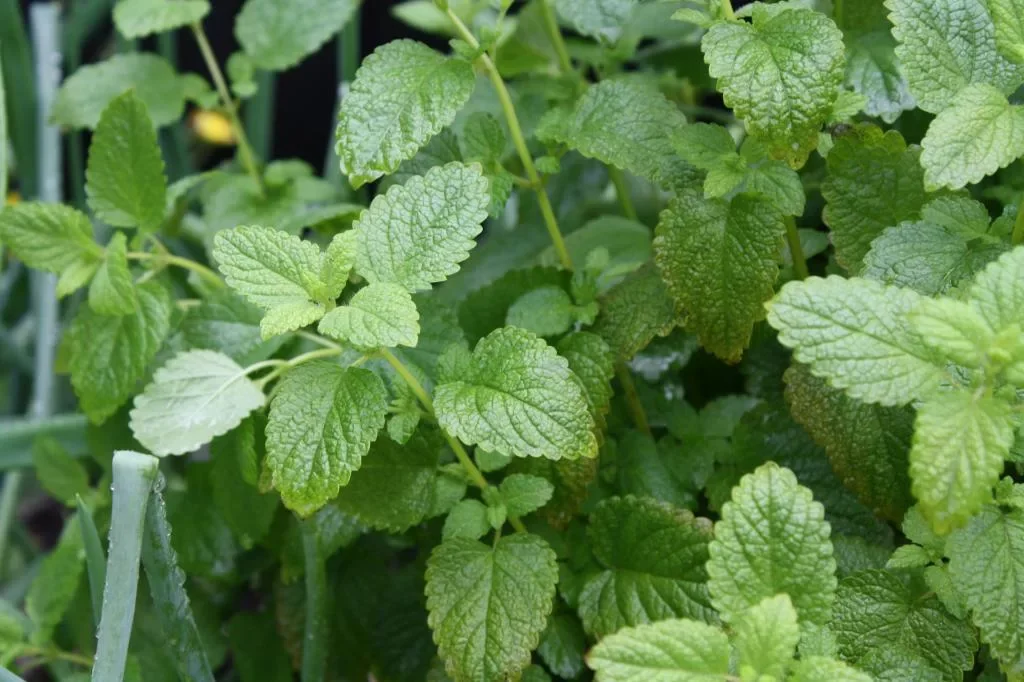 Мелисса лекарственная - 3 изображение