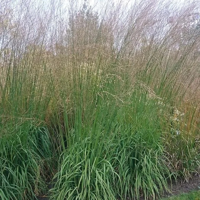 Молиния тростниковая "Фонтан"