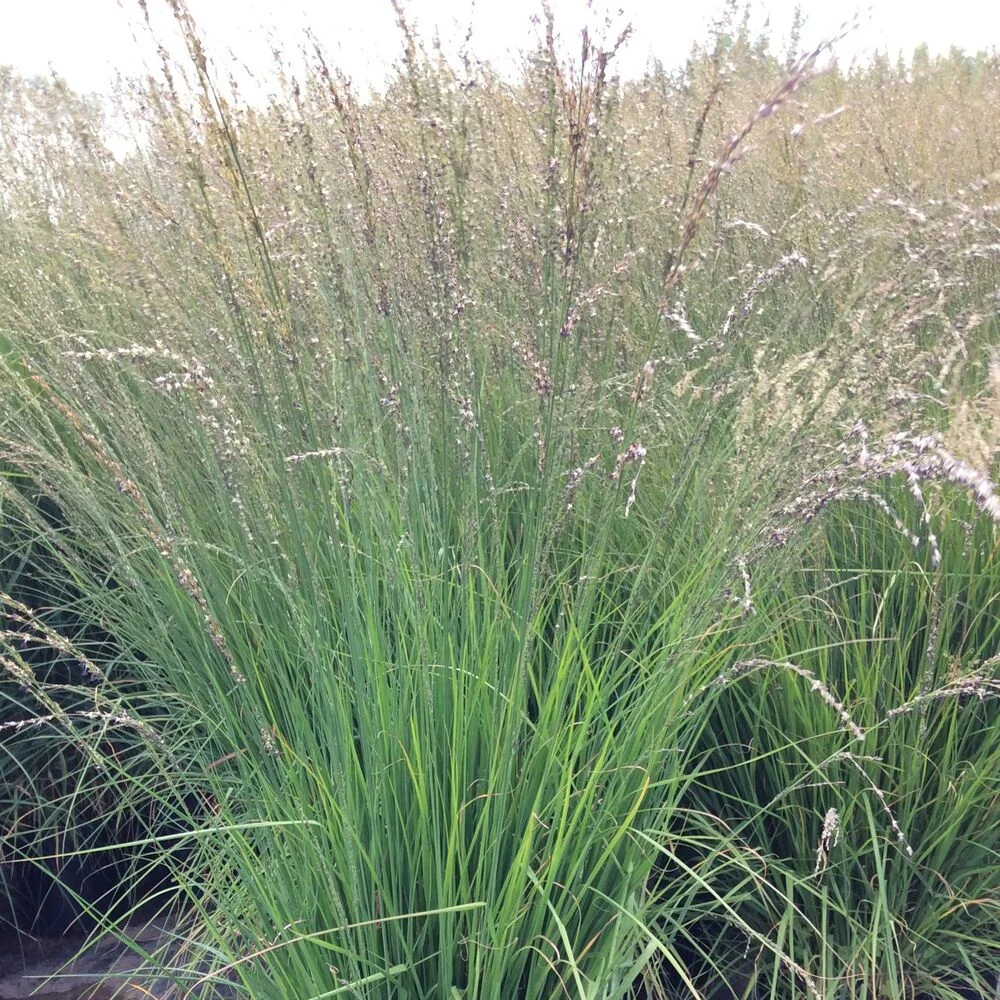 Молиния голубая