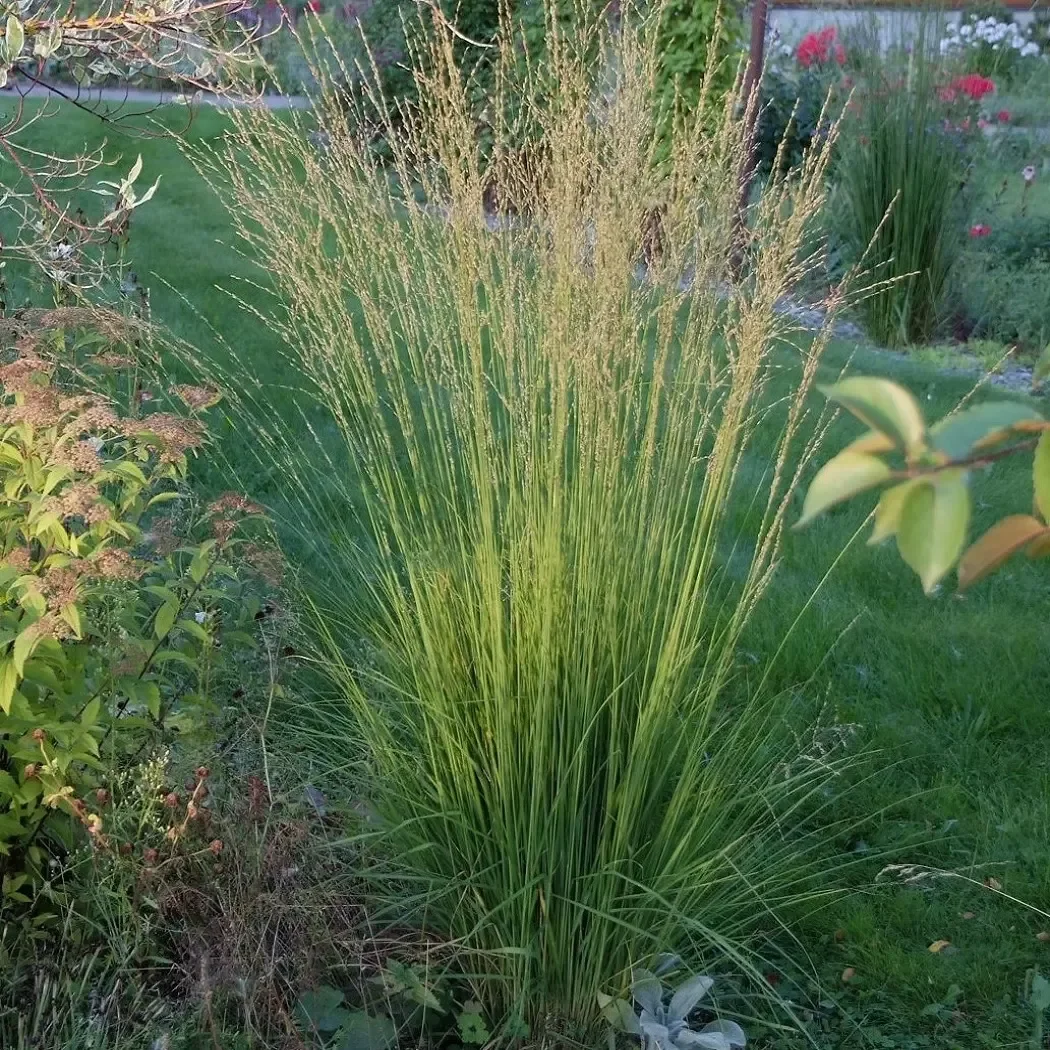 Молиния голубая "Хайдебраут"