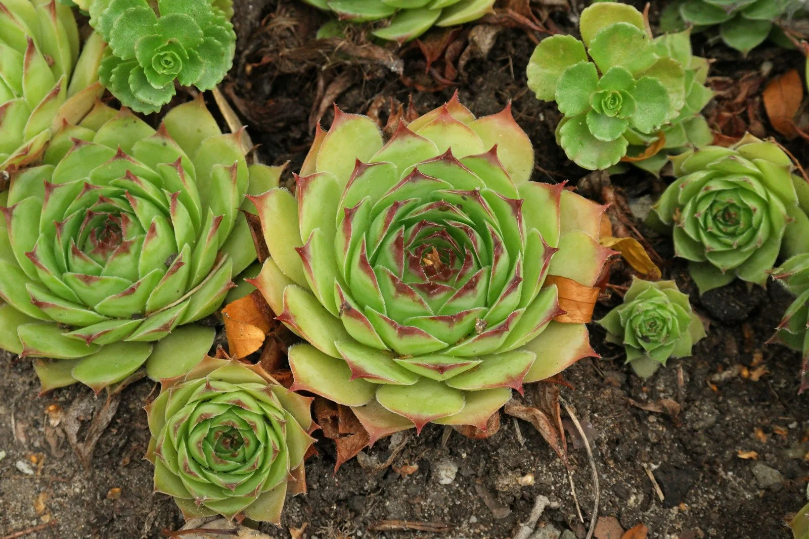 Молодило кровельное