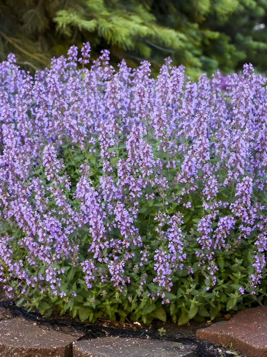 Котовник Фассена "Кэтс Мэоу" - 2 изображение