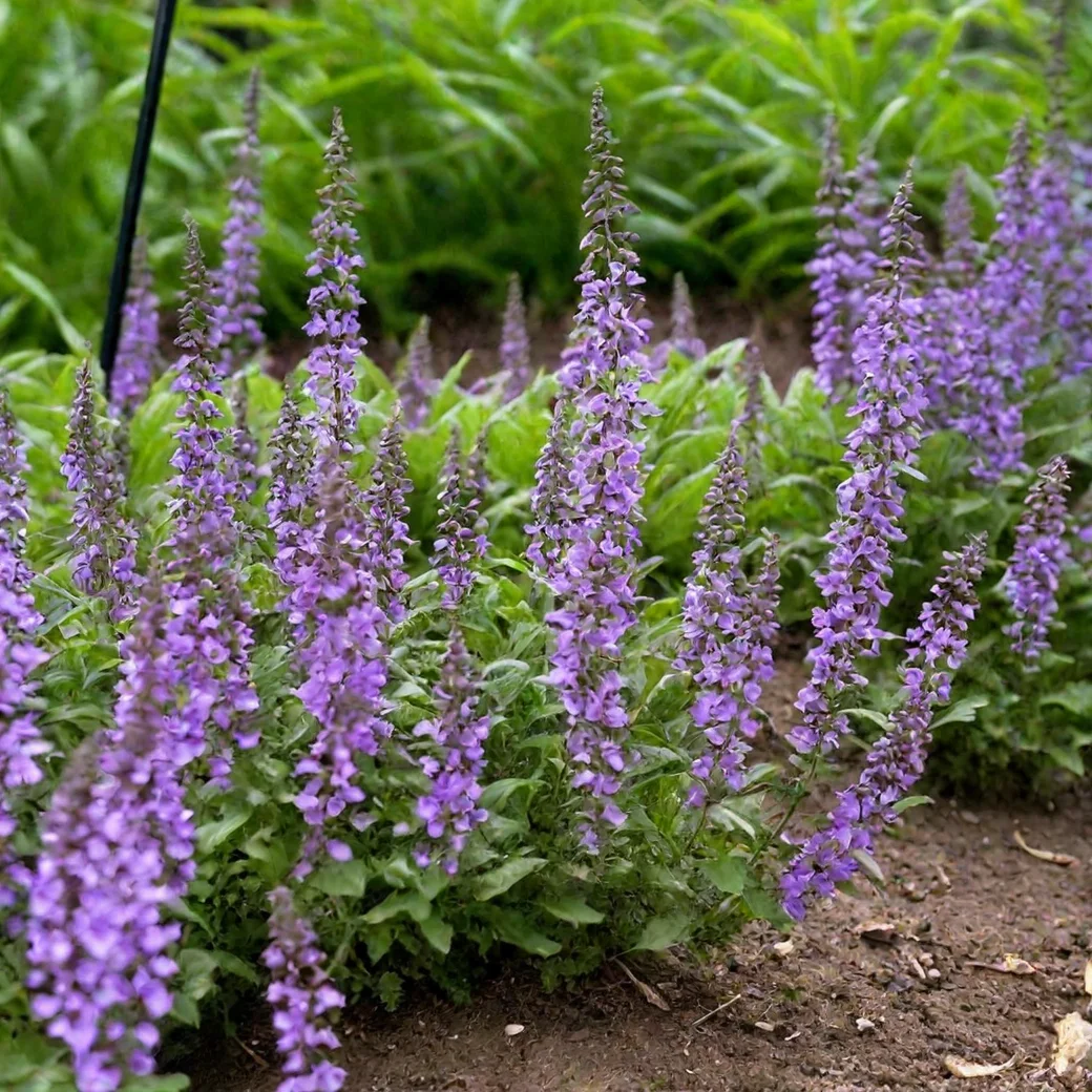 Котовник Фассена "Кэтс Мэоу" - 3 изображение