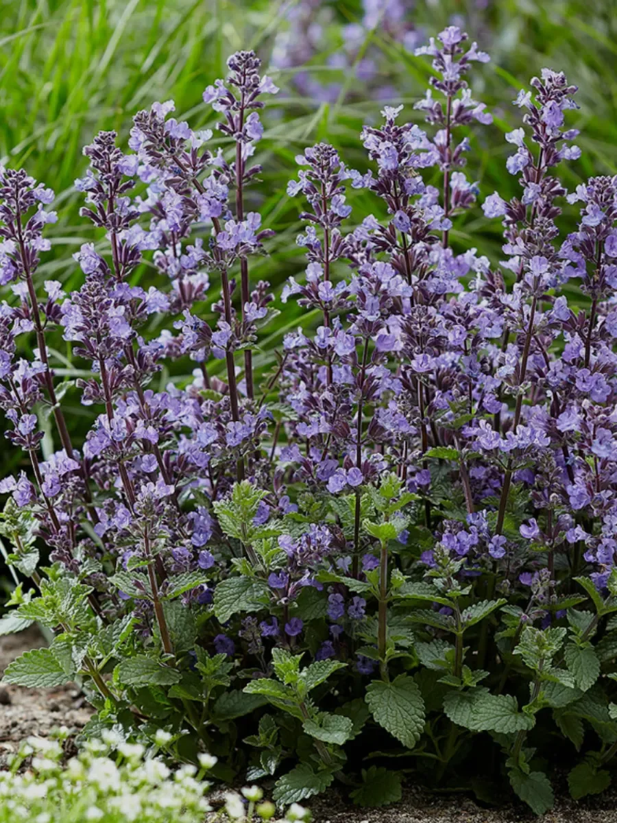 Котовник Фассена "Кит Кат" - 3 изображение