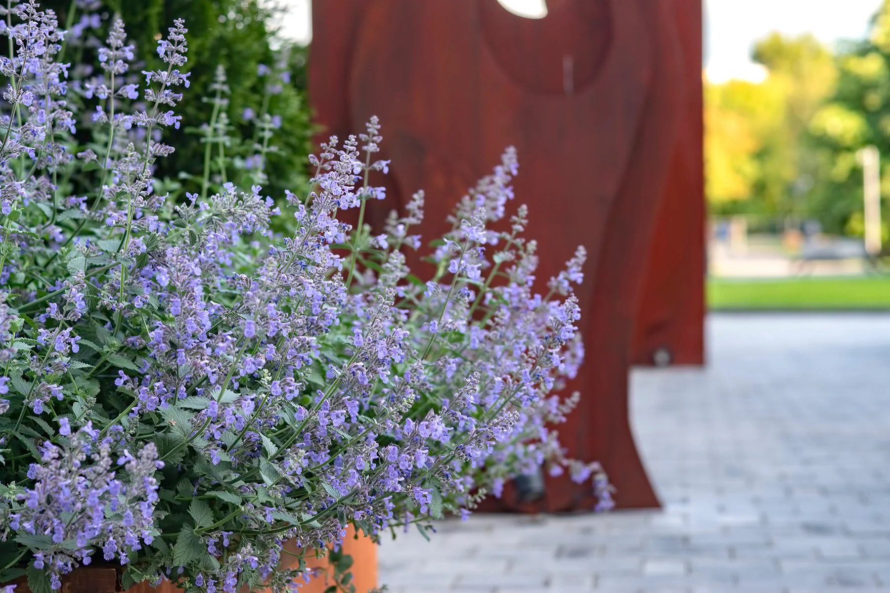 Котовник Фассена "Кит Кат" - 2 изображение