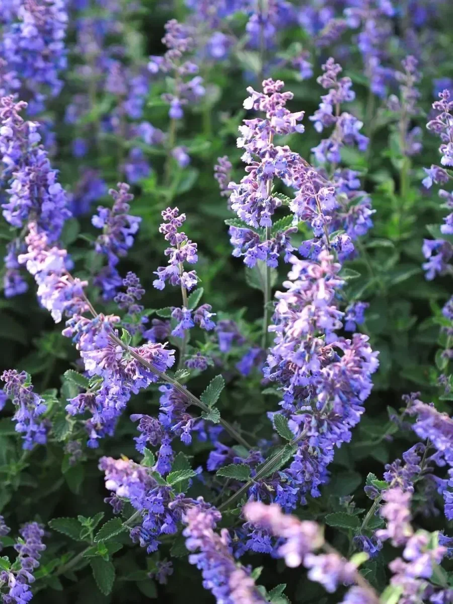 Котовник Фассена "Сикс Хиллз Жиант"