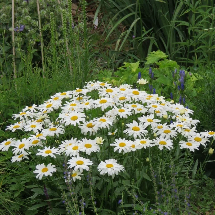Нивяник наибольший "Сильвер Принцесс"