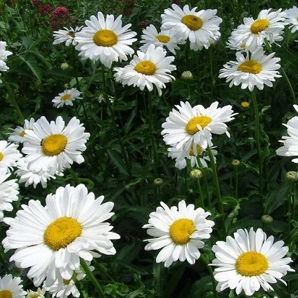 Нивяник превосходный "Вайт Лайн"