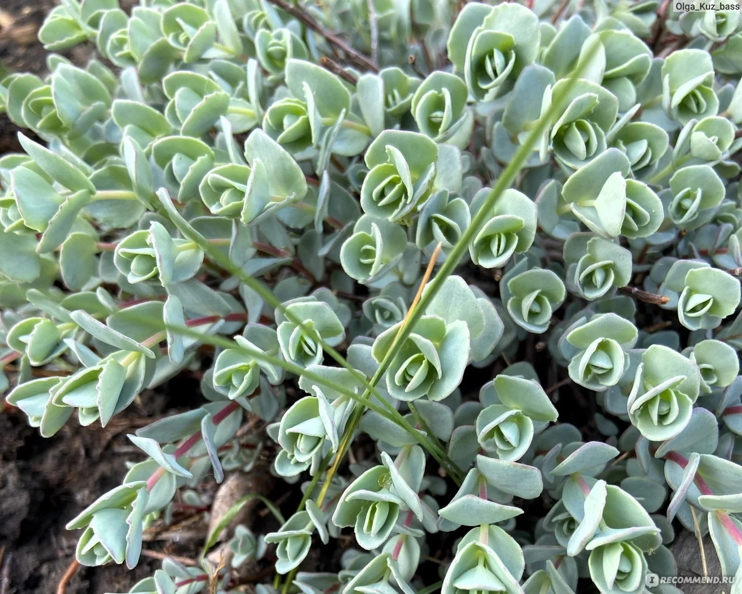 Очиток Эверса