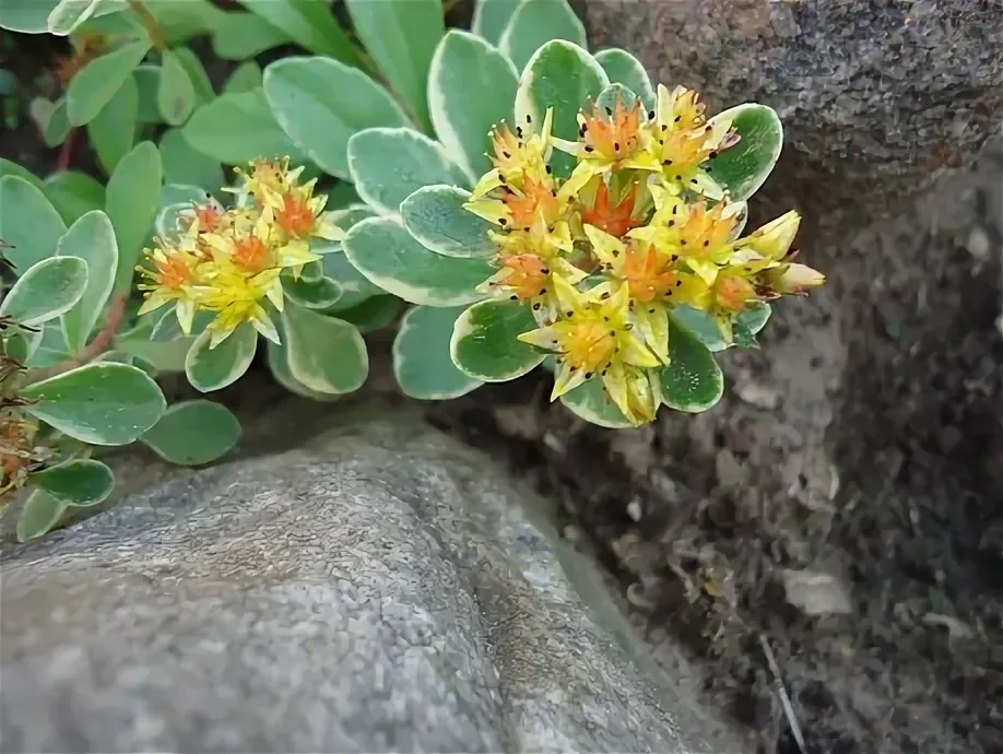 Очиток камчатский "Вариегата"