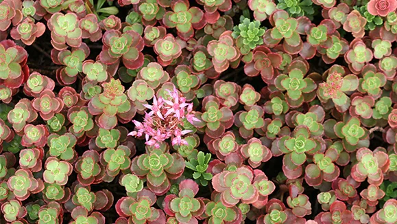 Очиток ложный "Фулдаглут"