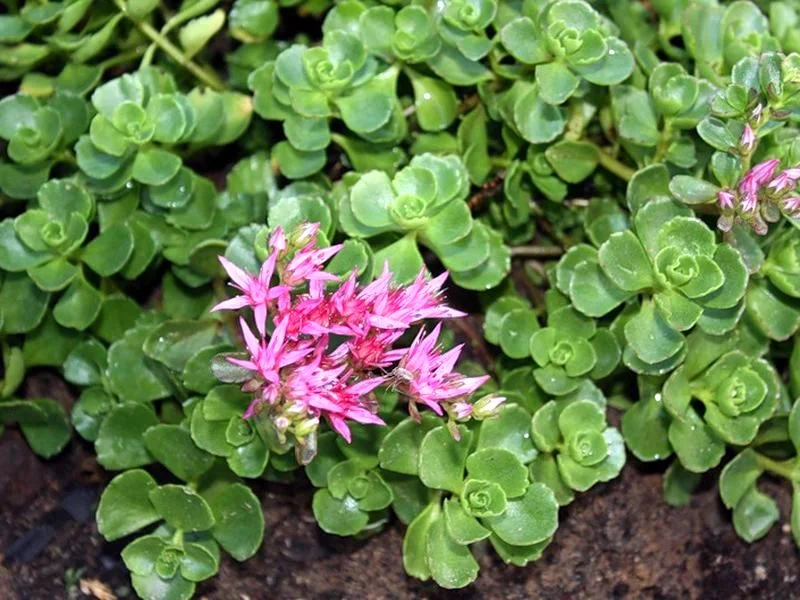 Очиток ложный