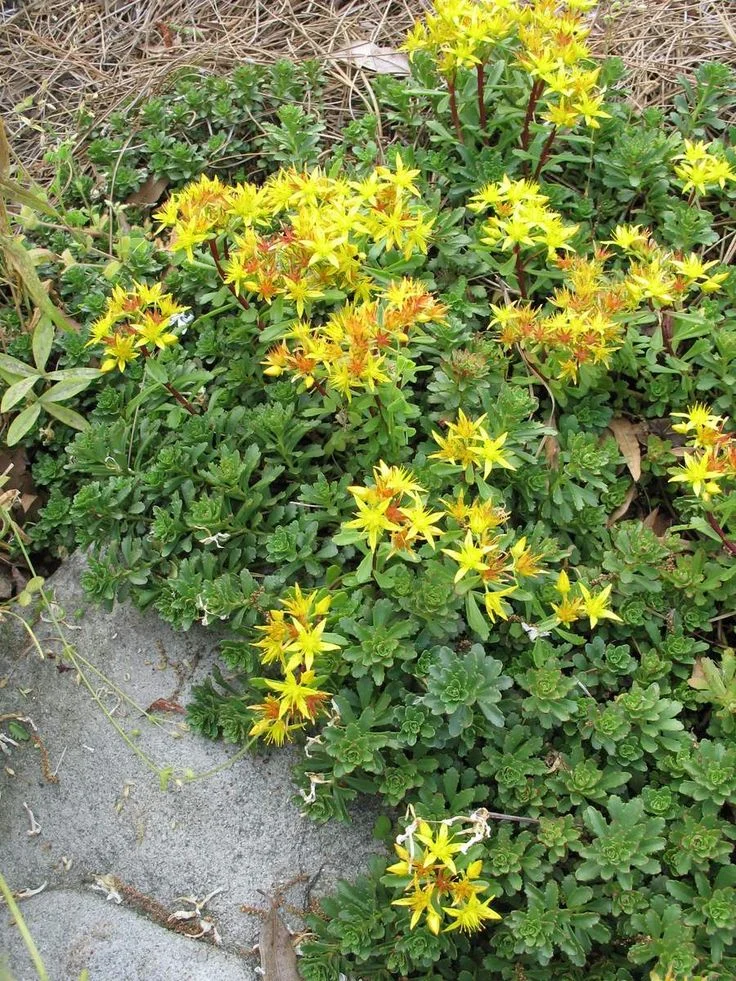 Очиток цветоносный - 2 изображение