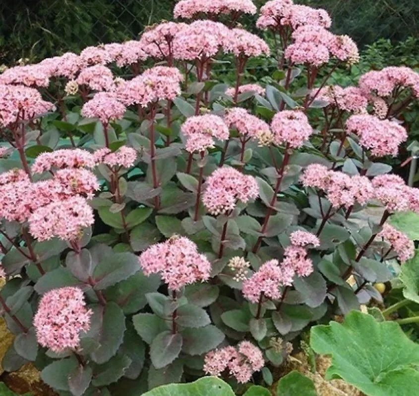 Очиток видный "Матрона" - 2 изображение