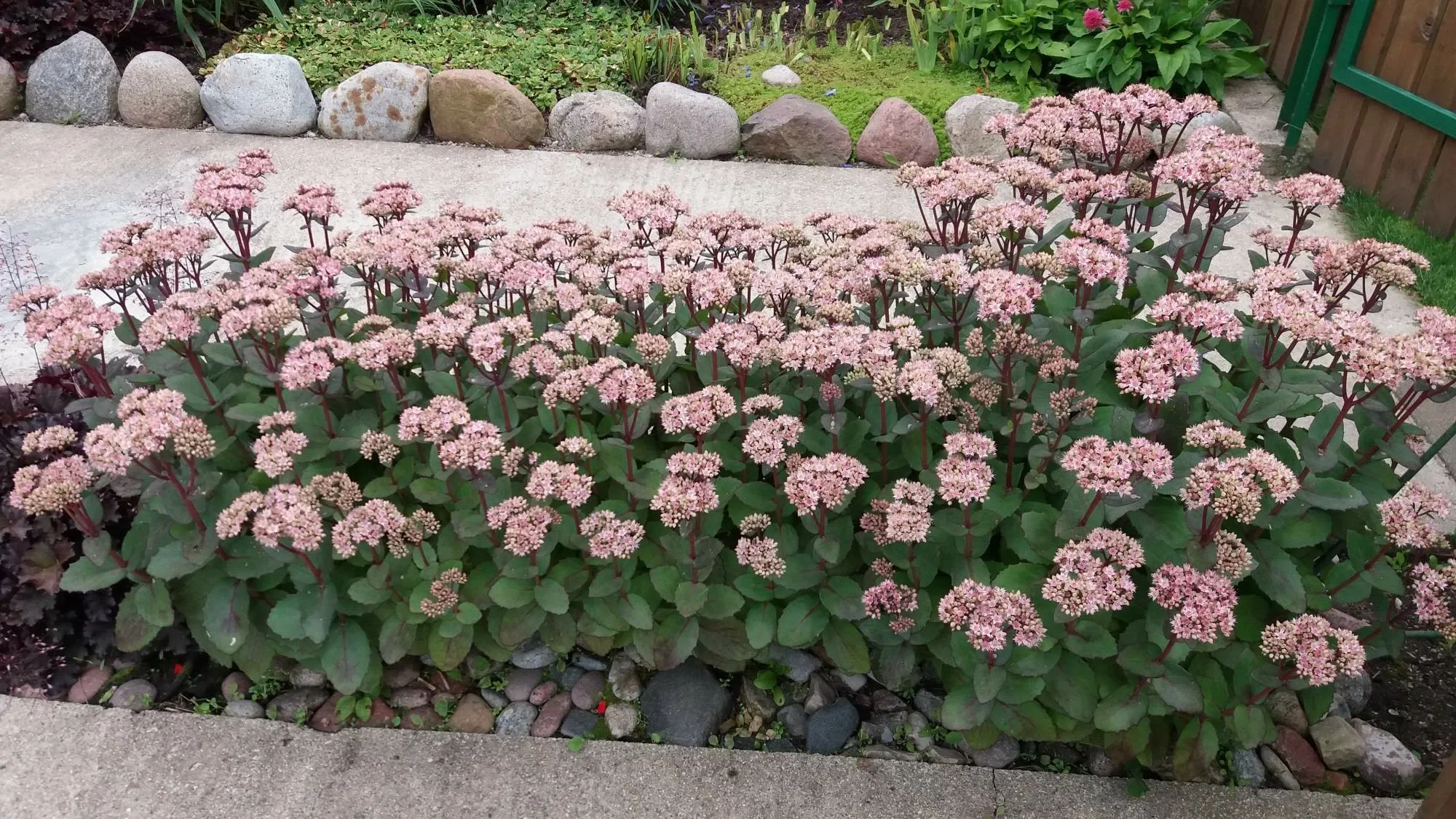 Очиток видный "Матрона"