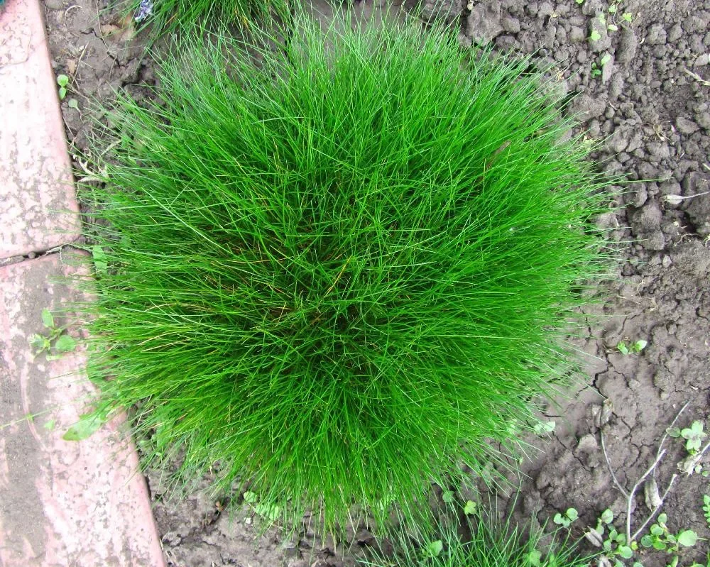 Овсяница метельчатая "Готье"