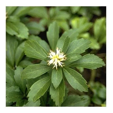 Пахизандра верхушечная - 4 изображение