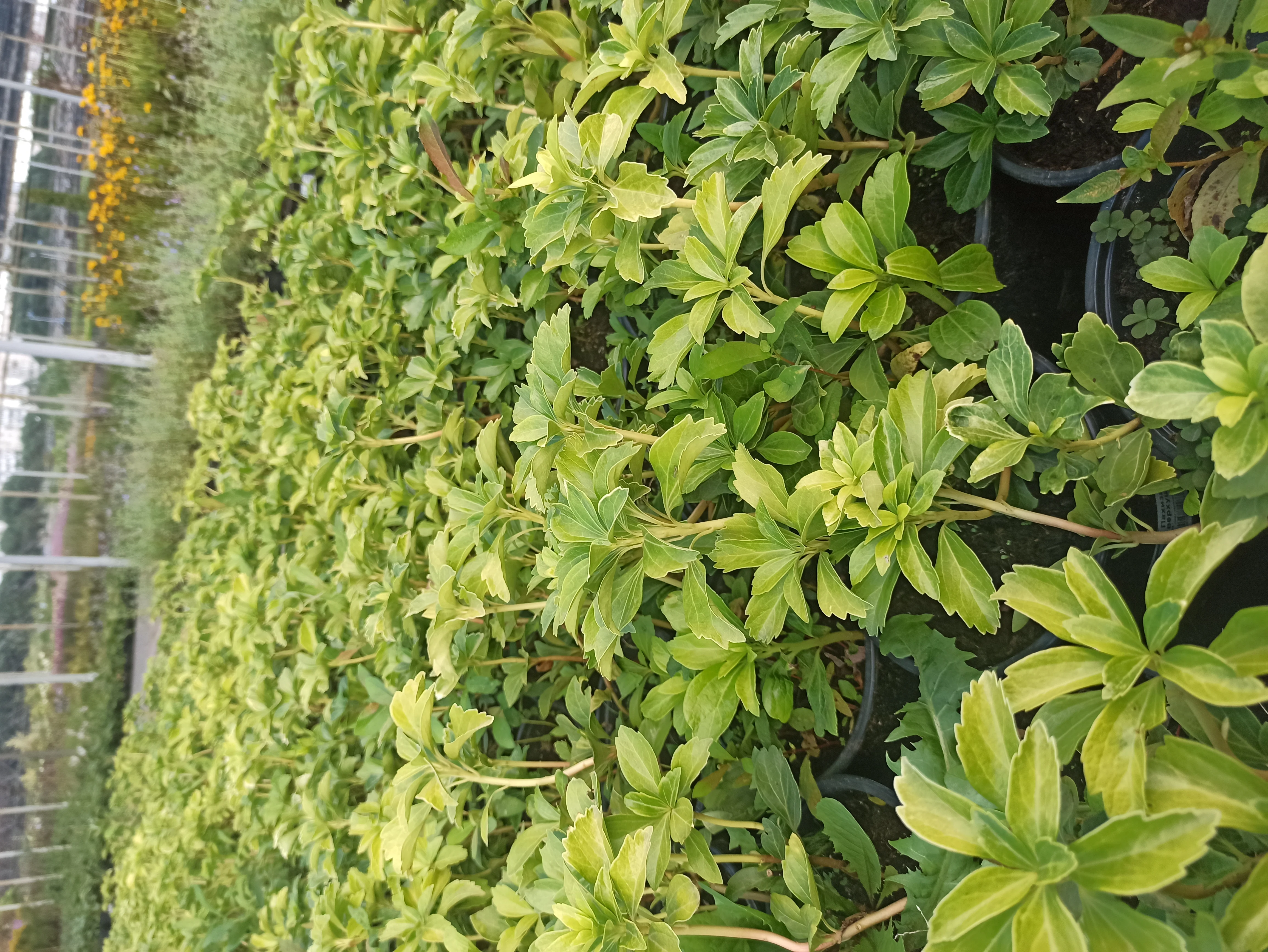 Пахизандра верхушечная - 3 изображение