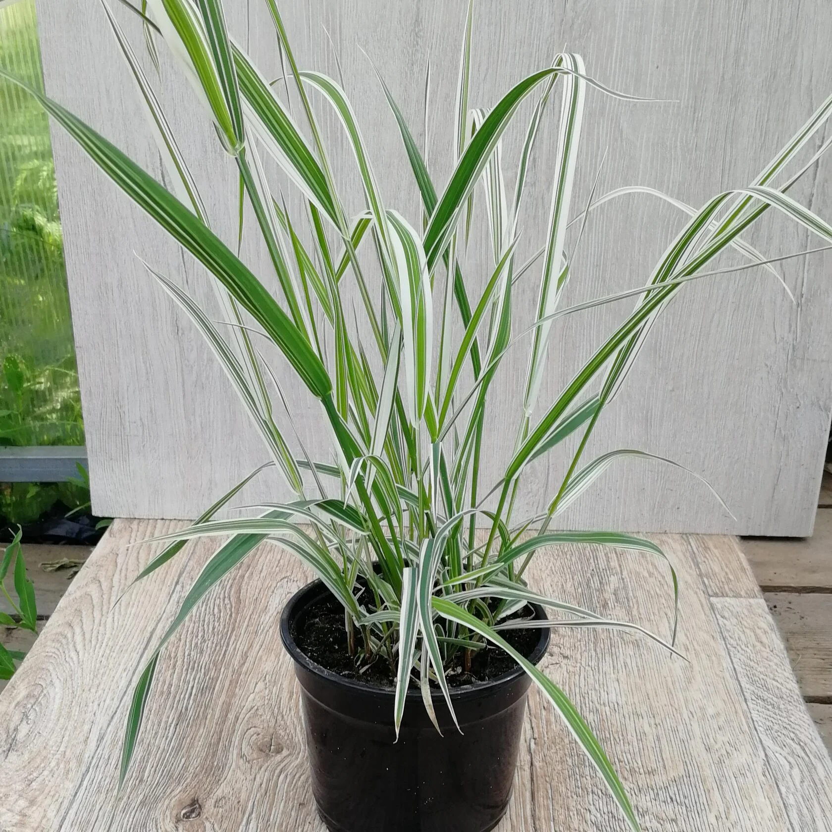 Фалярис тростниковидный "Вариегата" - 3 изображение