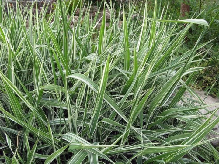 Фалярис тростниковидный "Вариегата" - 2 изображение