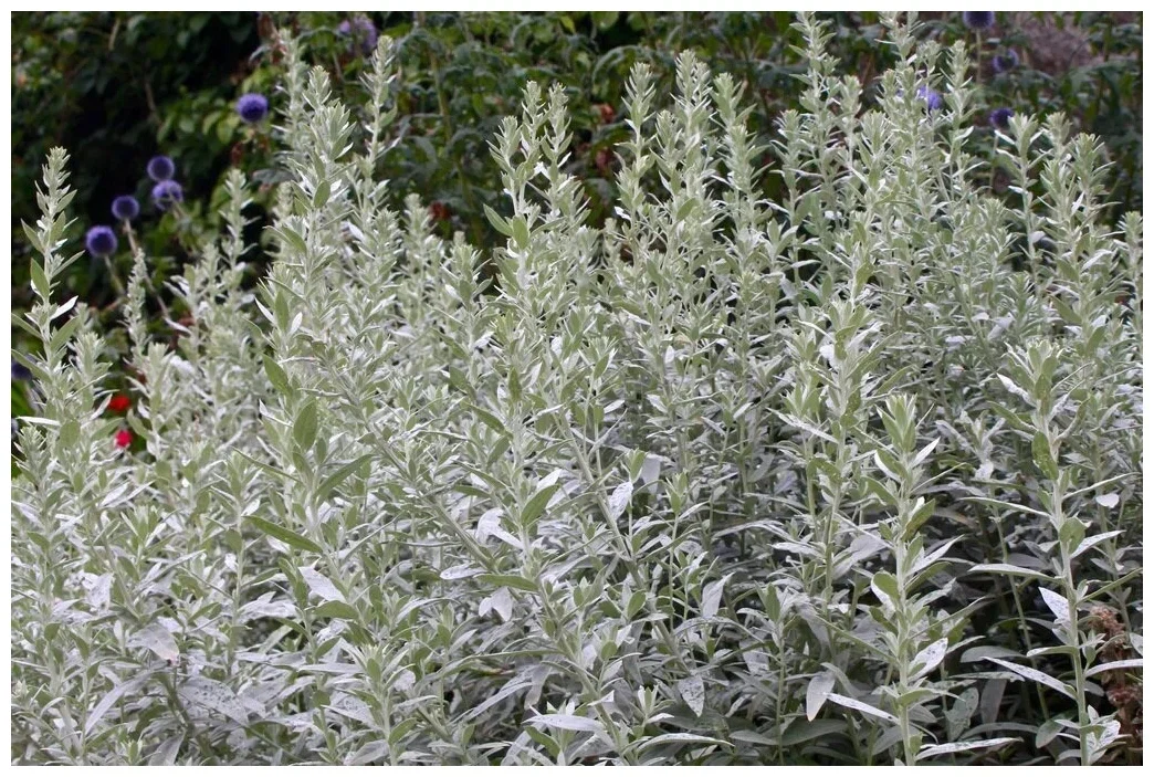 Полынь Людовика