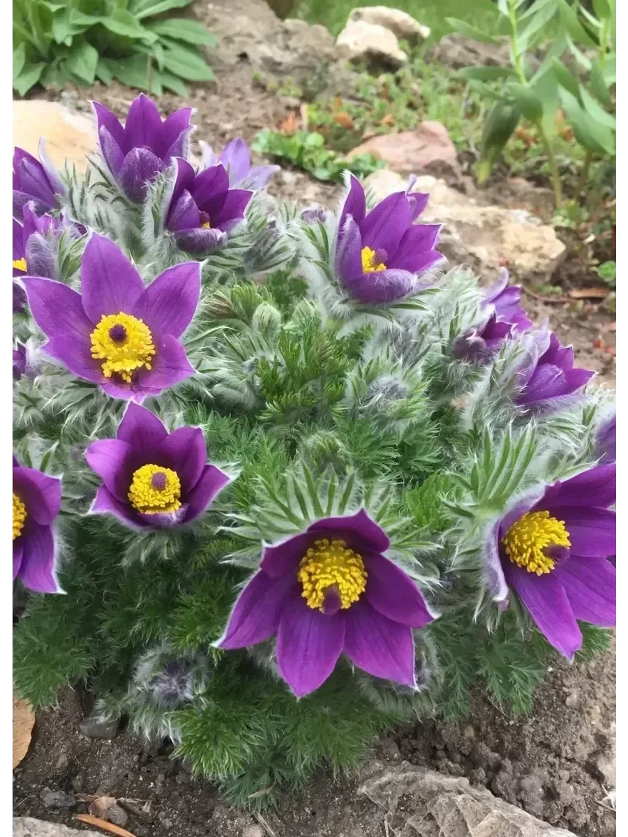 Прострел обыкновенный "Пинвил Блю Виолет" - 3 изображение