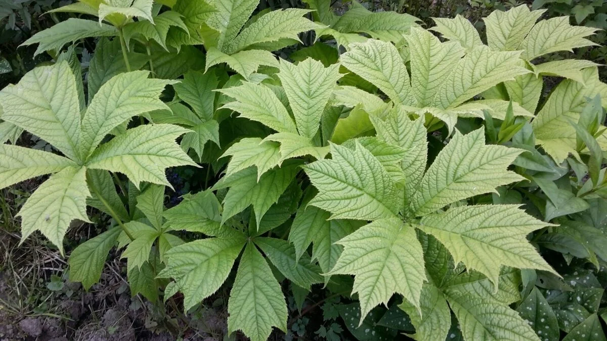 Роджерсия кленолистная - 2 изображение