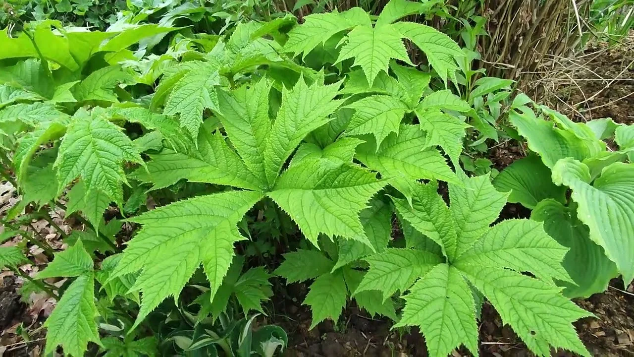 Роджерсия кленолистная