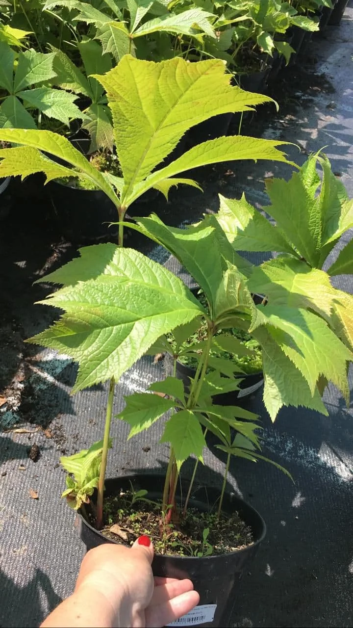 Роджерсия кленолистная - 3 изображение